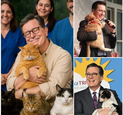 BREAKING GOOD NEWS: Stephen Colbert sets the internet ablaze with a heartwarming announcement, revealing plans to invest $10 million into building a “paradise” for stray dogs and cats.