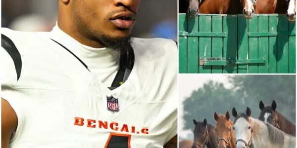BREAKING NEWS: Ja’Marr Chase, superstar wide receiver of the Cincinnati Bengals, has just launched Freedom Ranch — a 150-acre sanctuary in California worth over $6 million, dedicated to rescuing abandoned and abused horses. “This is more than a shelter,” Chase said.