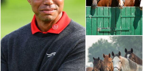 BREAKING NEWS: Tiger Woods, golf legend and one of the most iconic athletes of all time, has just launched Freedom Ranch — a 150-acre sanctuary in California worth over $6 million, dedicated to rescuing abandoned and abused horses. “This is more than a shelter,” Woods said.