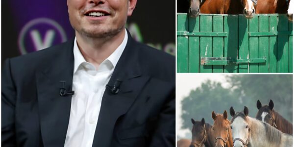 BREAKING NEWS: Elon Musk, the billionaire CEO of Tesla, SpaceX, and X, has just launched Freedom Ranch — a 150-acre sanctuary in California worth over $6 million, dedicated to rescuing abandoned and abused horses. “This is more than a shelter,” Musk said.