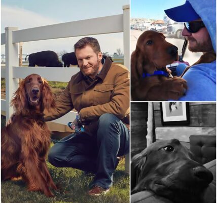 Dale Jr. has broken his silence and expressed his deep condolences to Lewis Hamilton after hearing the news of his dog's passing.And Dale Jr. has announced to fans the shocking NASCAR news that has left fans worried and praying as his beloved dog also...