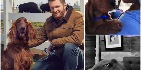 Dale Jr. has broken his silence and expressed his deep condolences to Lewis Hamilton after hearing the news of his dog's passing.And Dale Jr. has announced to fans the shocking NASCAR news that has left fans worried and praying as his beloved dog also...